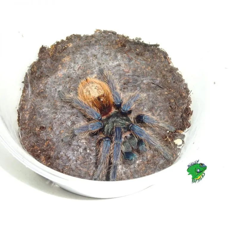 /img/21040-columbian-blue-bottle-tarantula-juvenile.webp