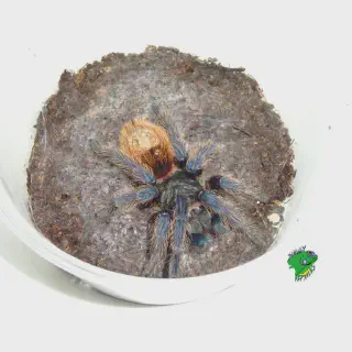 /img/21040-columbian-blue-bottle-tarantula-juvenile.webp