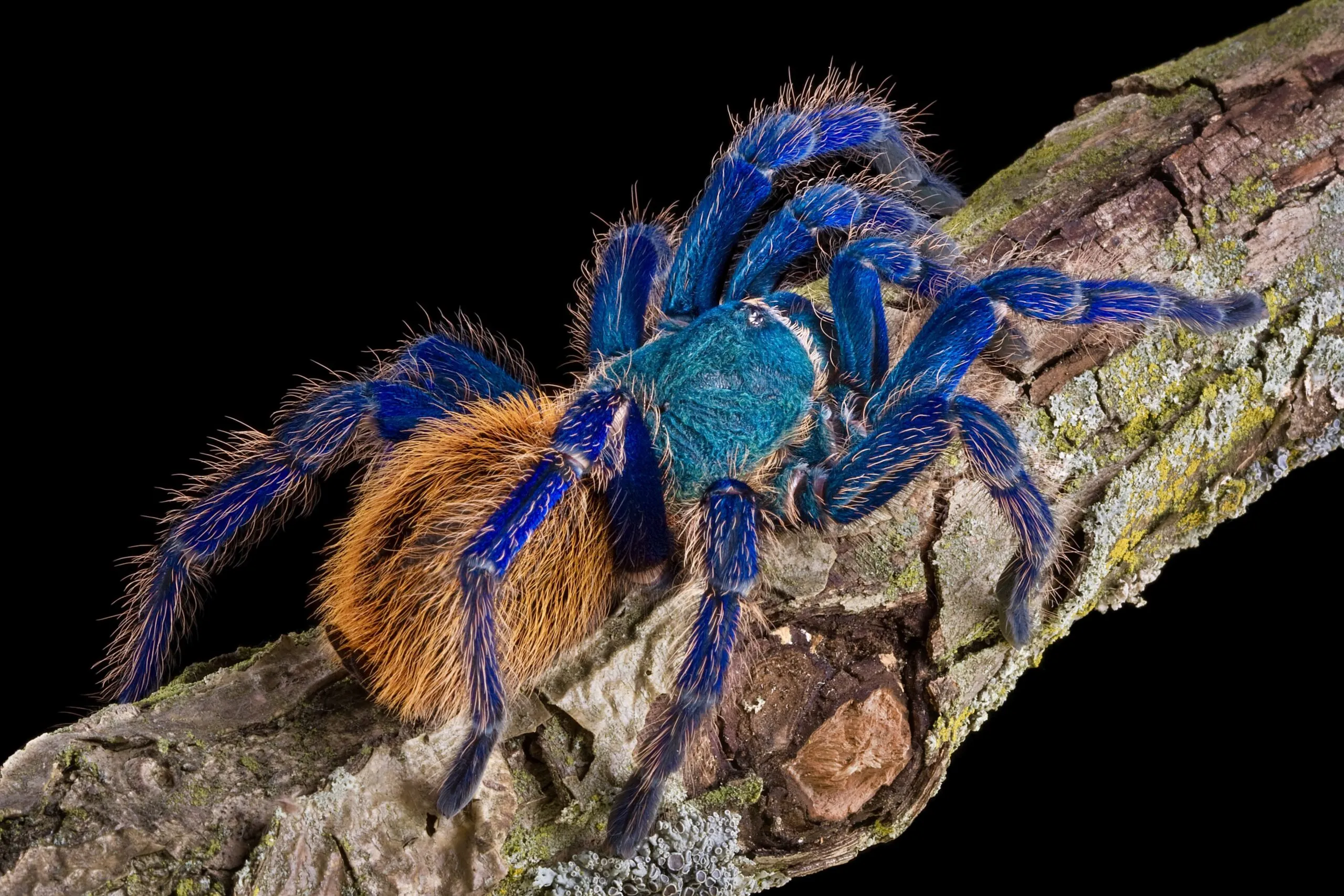 21040 columbian blue bottle tarantula molting