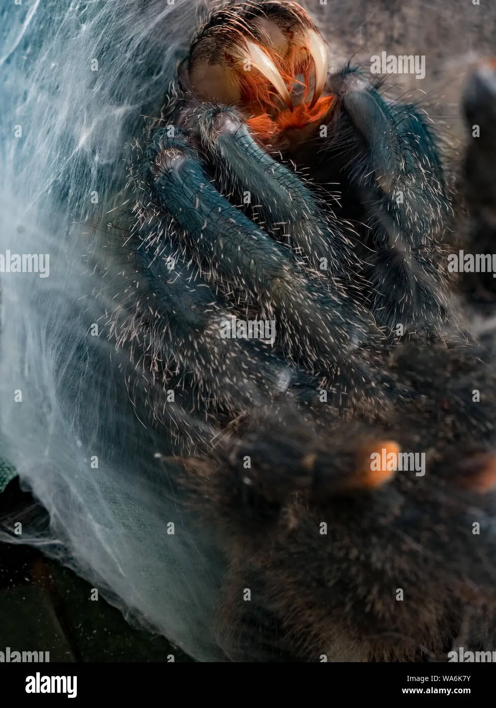 21044 pink toe tarantula molting 1