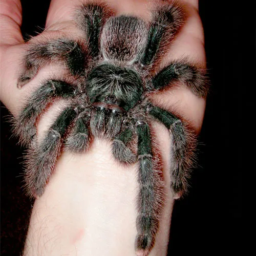 21044 pink toe tarantula molting 2