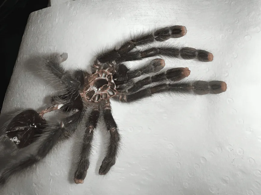 21044 pink toe tarantula molting 3