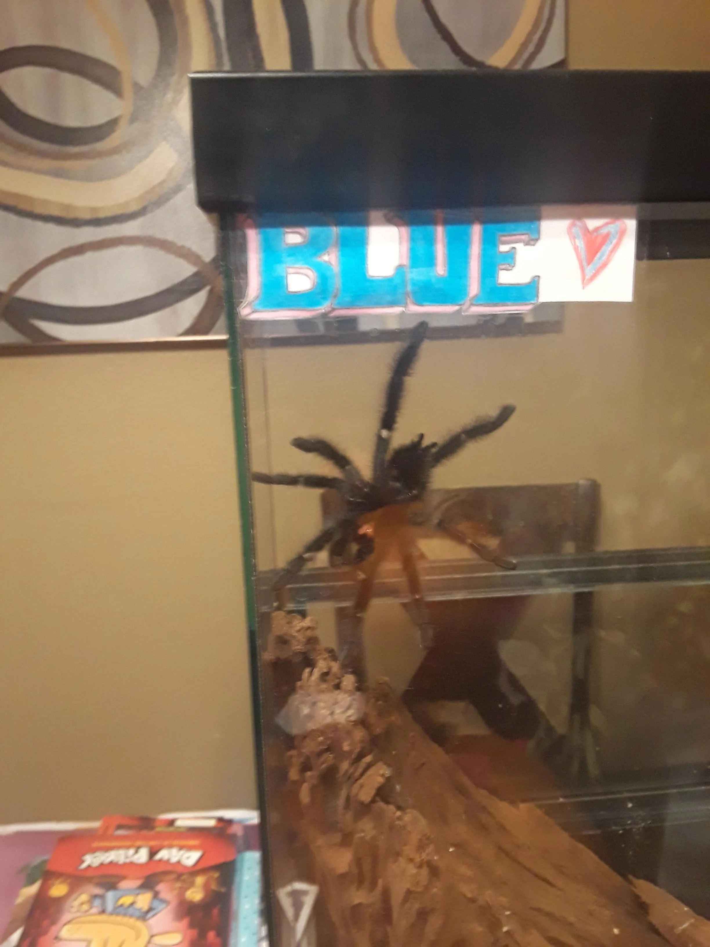 21044 pink toe tarantula molting 6