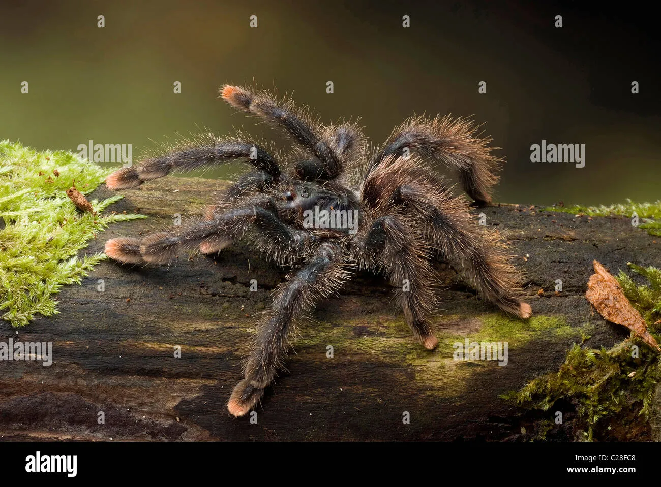 /img/21044-pink-toe-tarantula-molting-7.webp