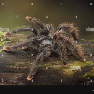 /img/21044-pink-toe-tarantula-molting-7.webp