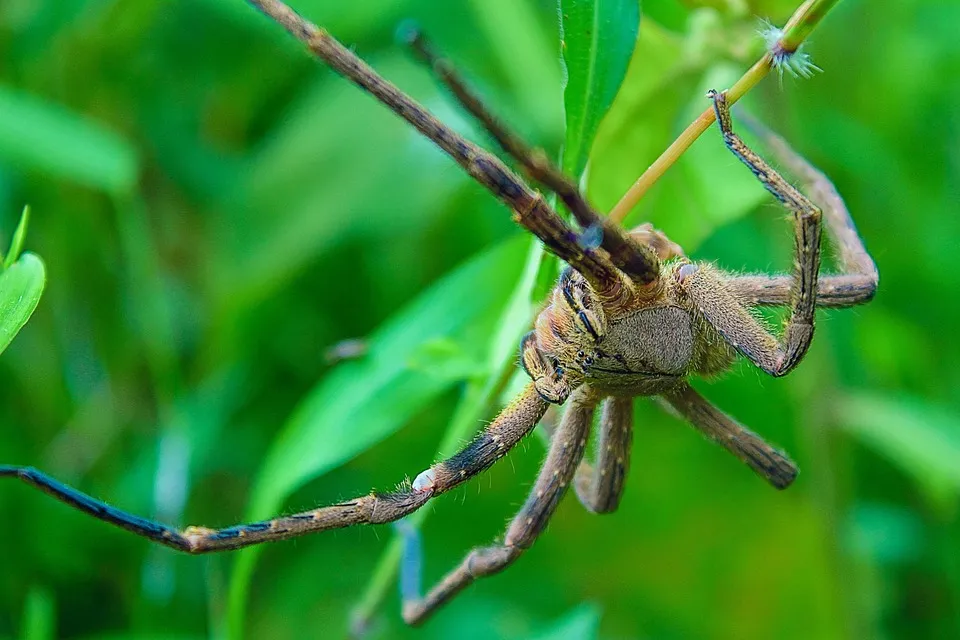 21045 tarantula spider exoskeleton