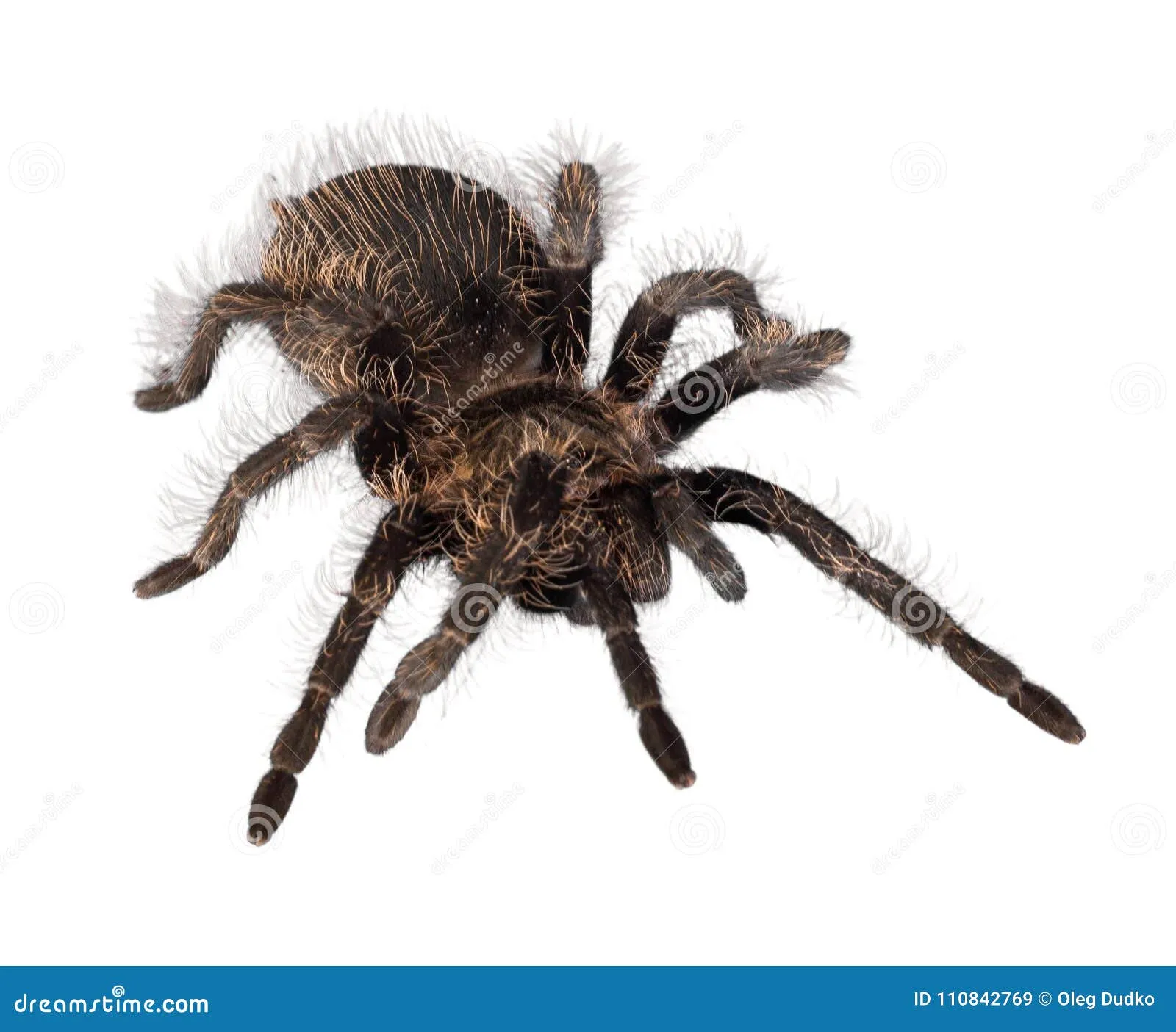 21045 tarantula spider hairs