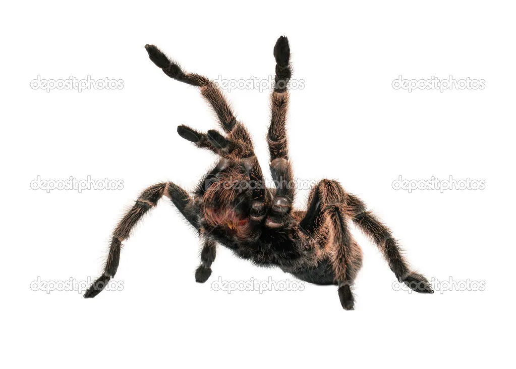 21045 tarantula spider holding