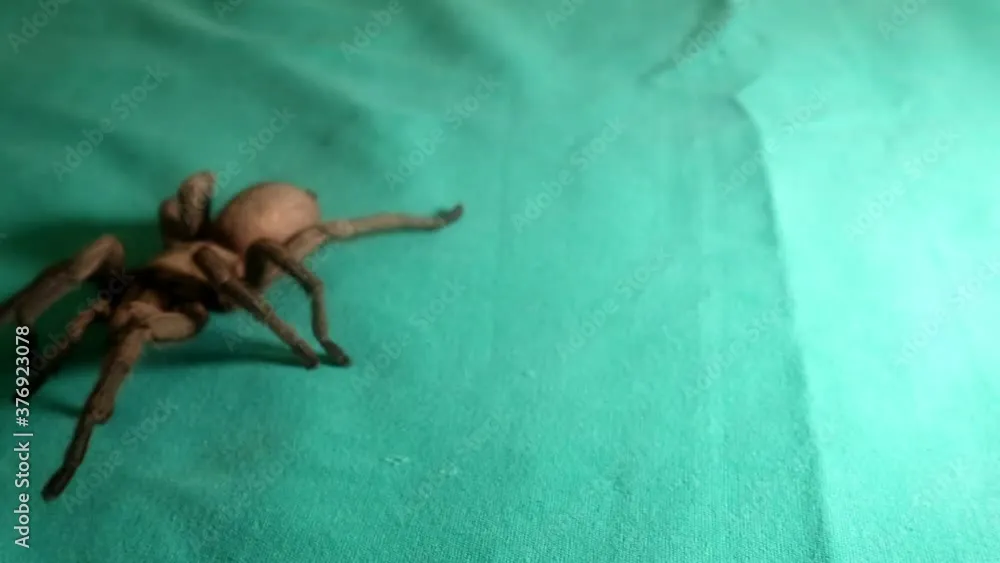21045 tarantula spider safety
