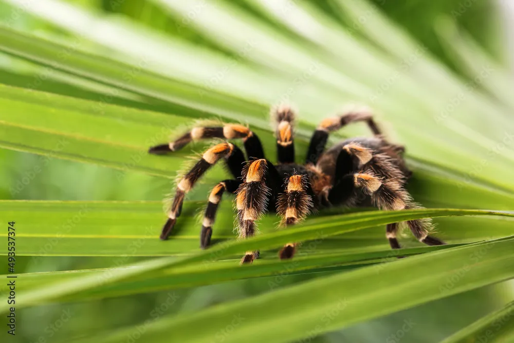 /img/21045-tarantula-spider-species.webp