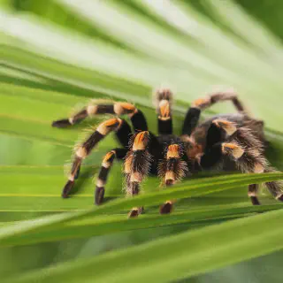 /img/21045-tarantula-spider-species.webp
