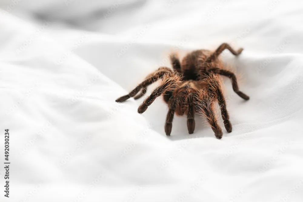 21045 tarantula spider touch