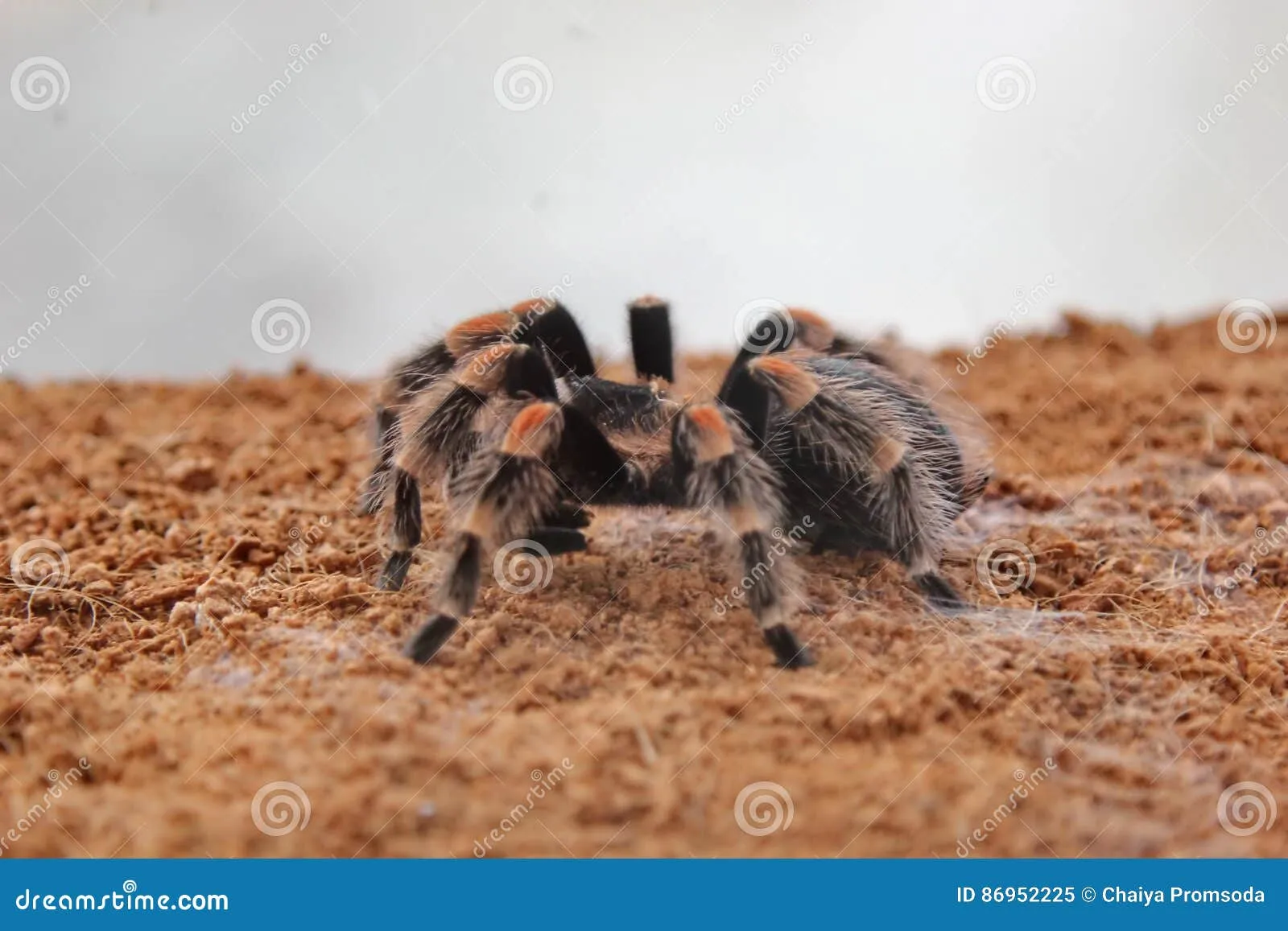 21050 australian tarantula species