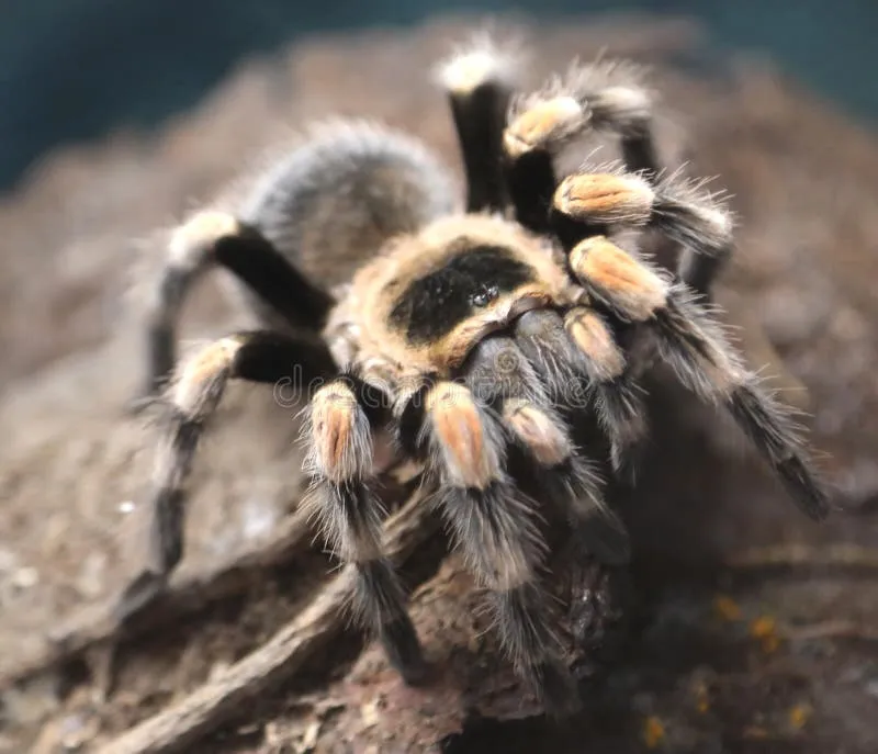 21050 tarantula bite firstaid