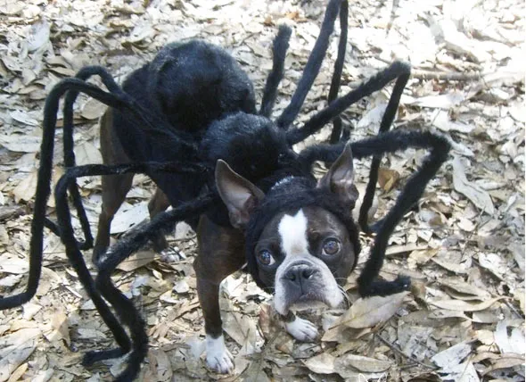 /img/21054-dog-costume-photo.webp