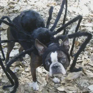 /img/21054-dog-costume-photo.webp