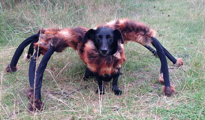 21054 dog costume tarantula