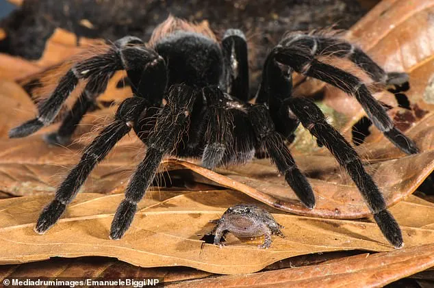 21055 tarantula hunting