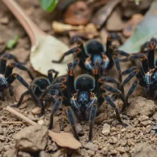 /img/21056-tarantula-hatchlings-health.webp