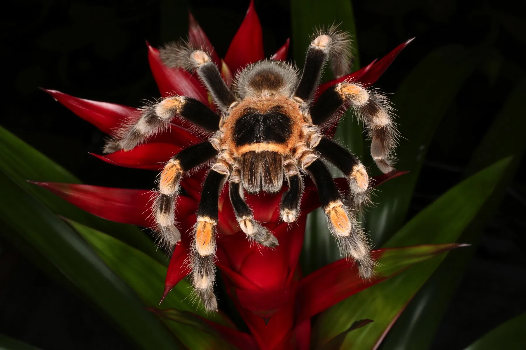 21061 red knee tarantula humidity