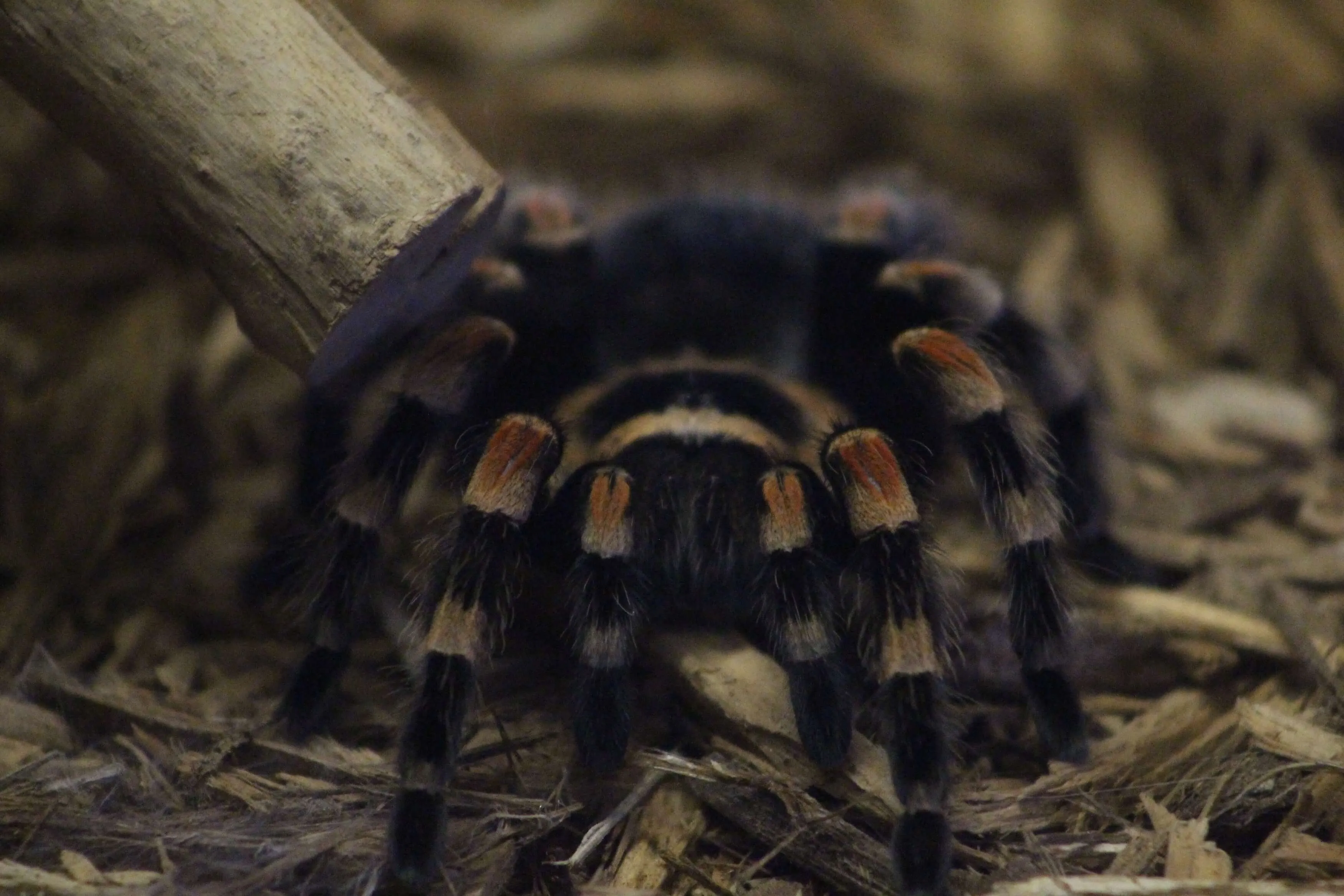 /img/21061-red-knee-tarantula-stress.webp