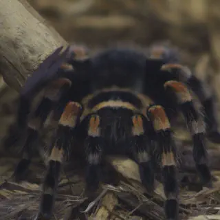 /img/21061-red-knee-tarantula-stress.webp