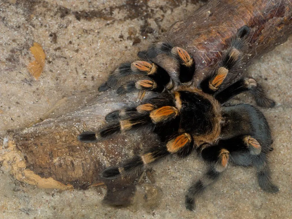 21061 red knee tarantula water