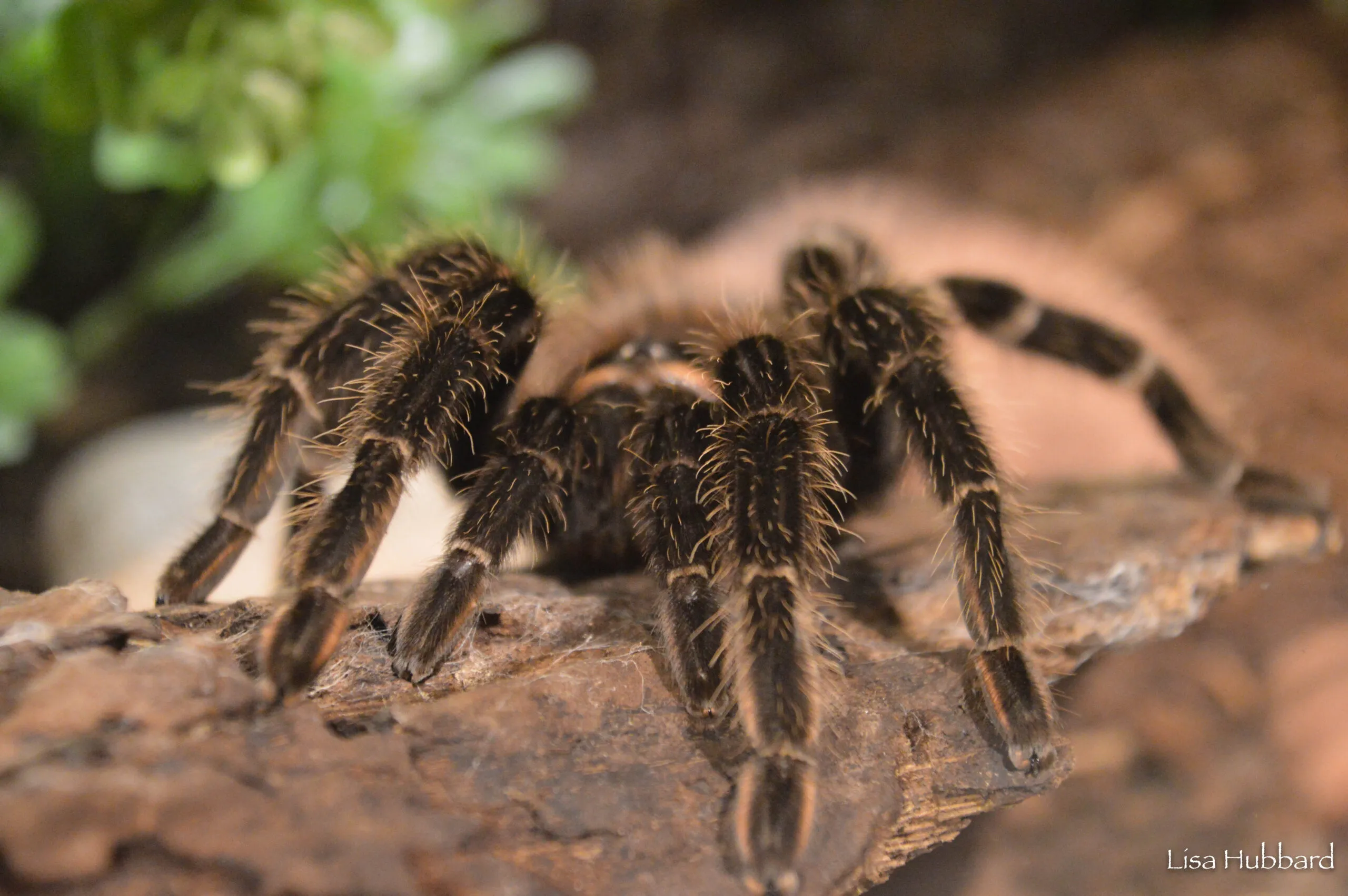21065 bird eater tarantula feeding