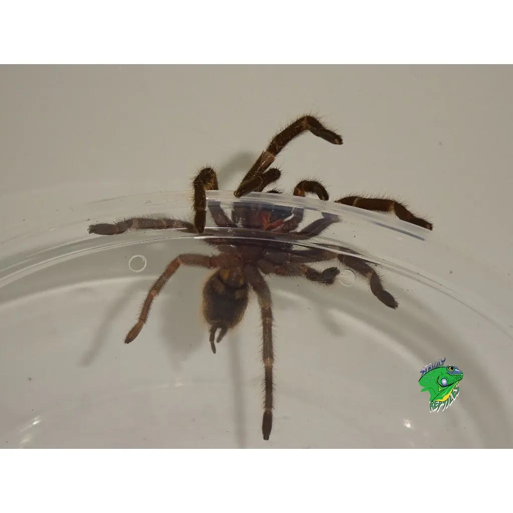 21065 bird eater tarantula habitat
