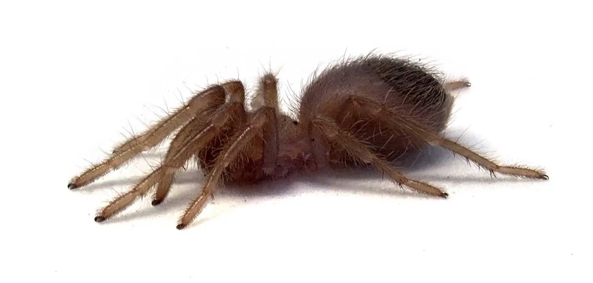 21065 bird eater tarantula handling