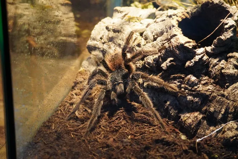 /img/21065-bird-eater-tarantula-molting.webp