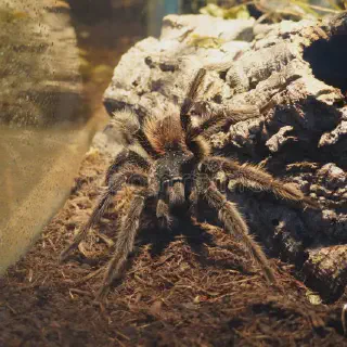 /img/21065-bird-eater-tarantula-molting.webp
