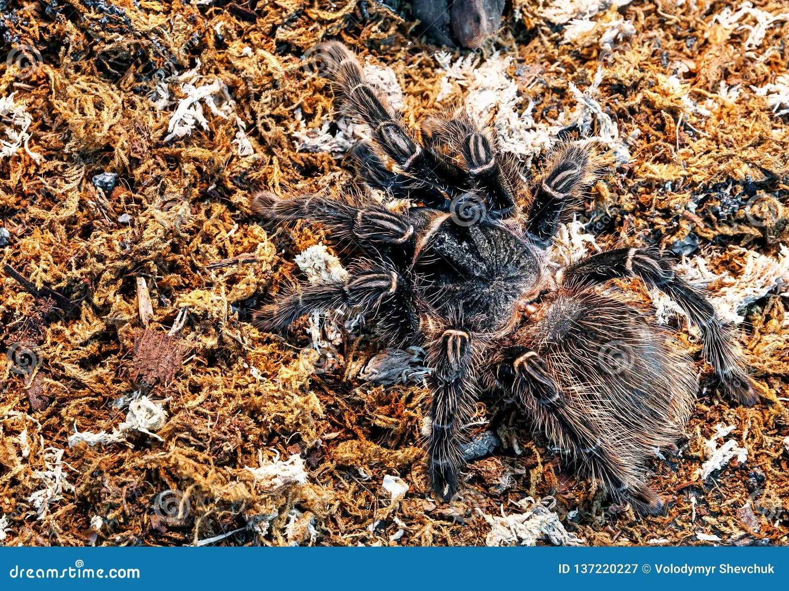21065 bird eater tarantula substrate