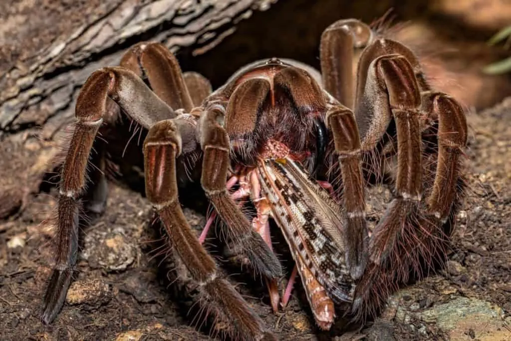 21065 bird eater tarantula watering