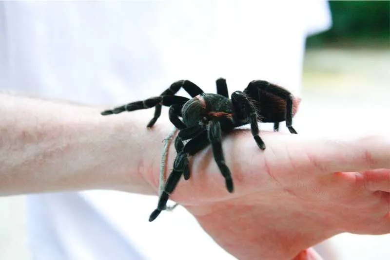 21068 tarantula closeup