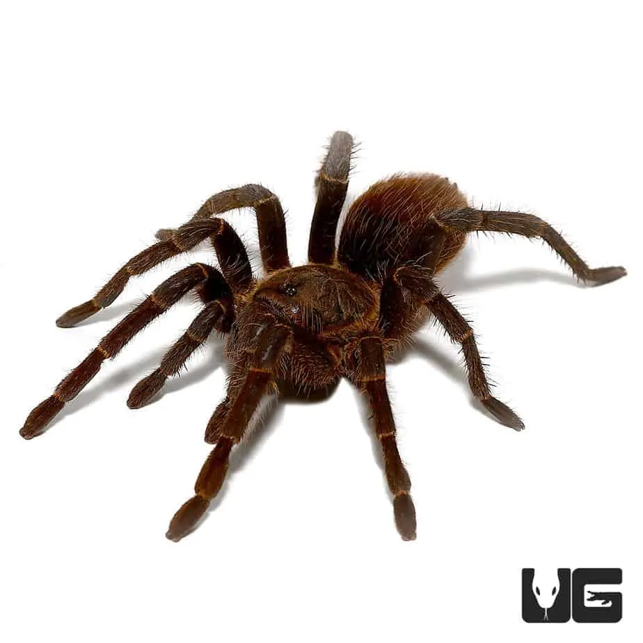 21068 tarantula habitat