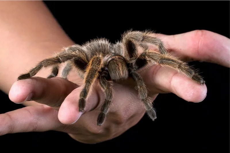21068 tarantula hunting