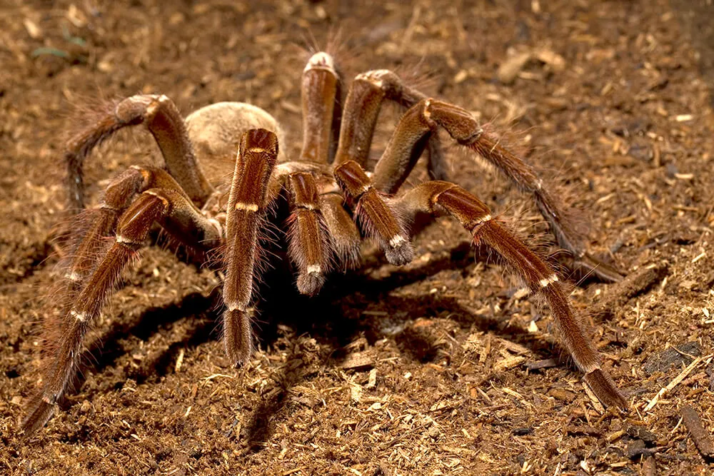 /img/21068-tarantula-molting.webp