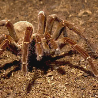 /img/21068-tarantula-molting.webp