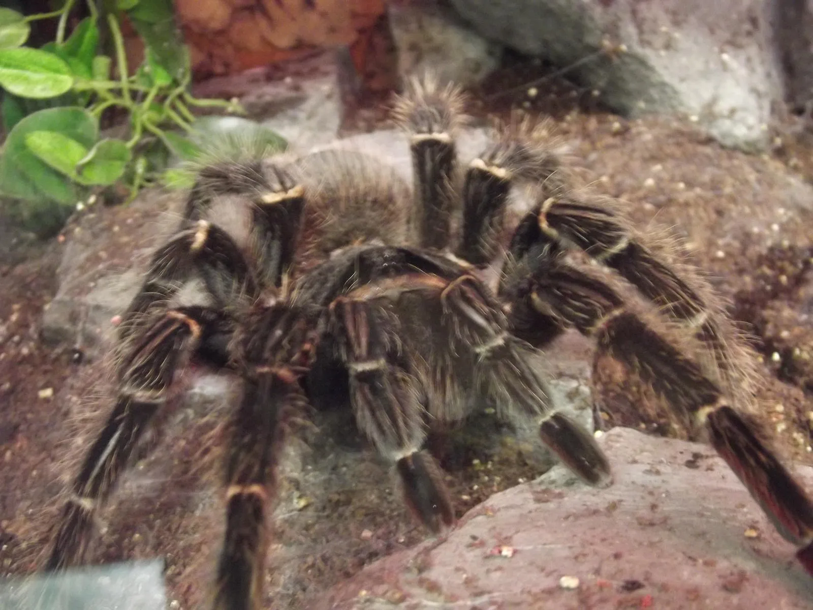 21068 tarantula species