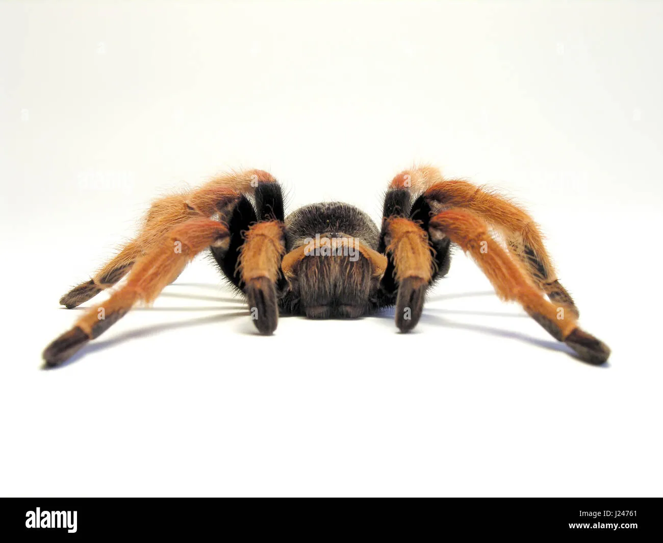 21073 fireleg tarantula breeding