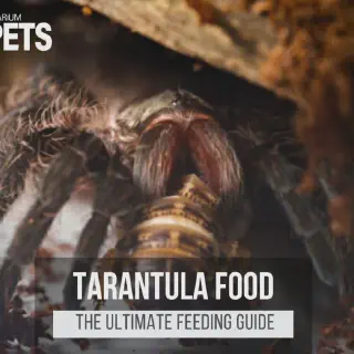 /img/21073-fireleg-tarantula-health.webp