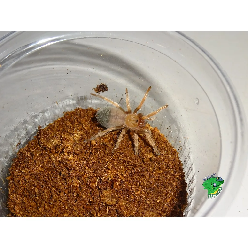 21073 fireleg tarantula molting