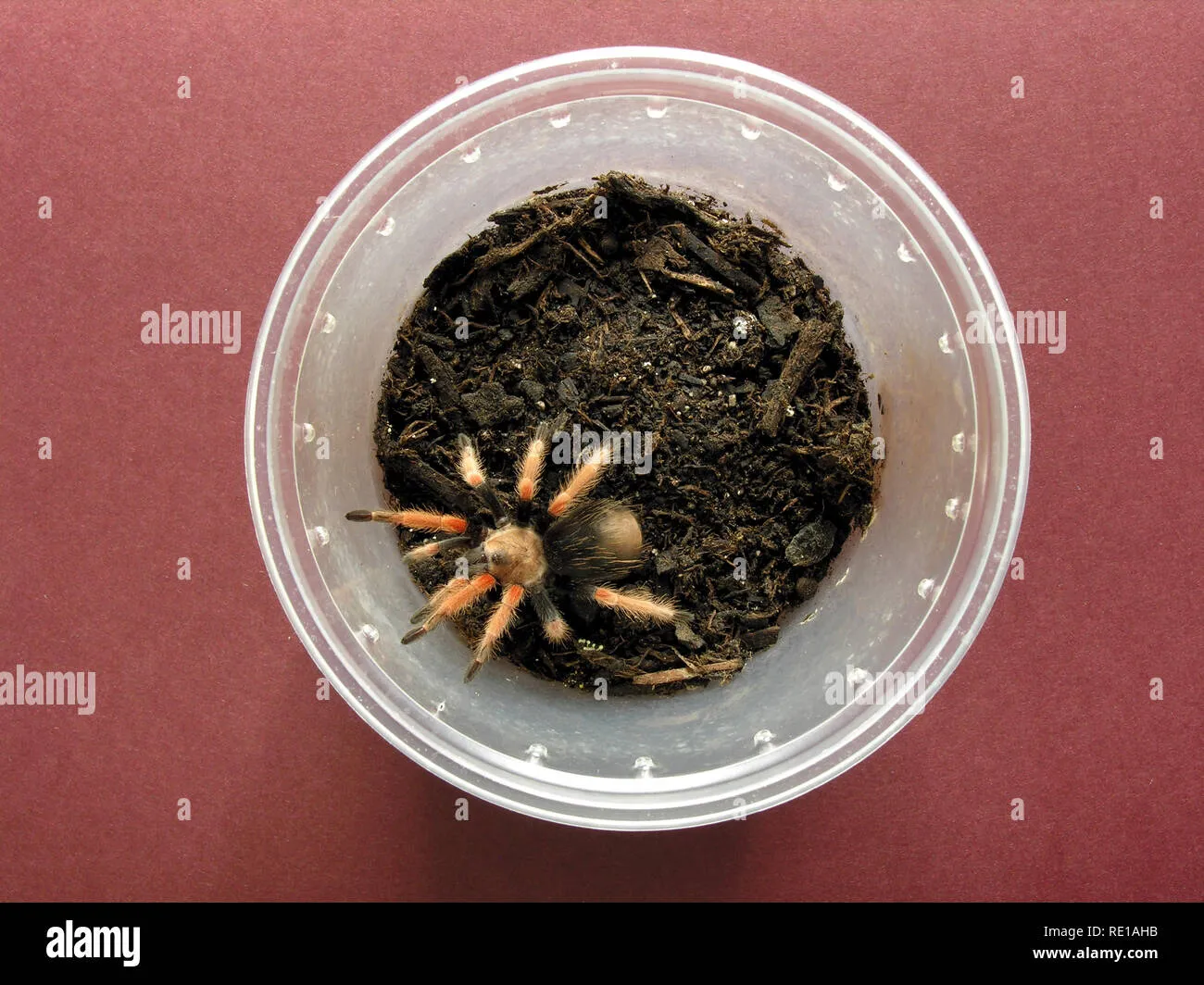 21073 fireleg tarantula substrate