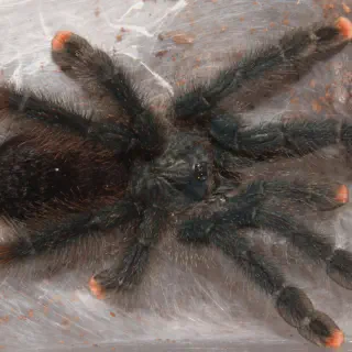 /img/21075-tarantula-interaction.webp