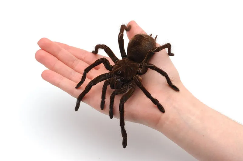 21076 goliath tarantula conservation