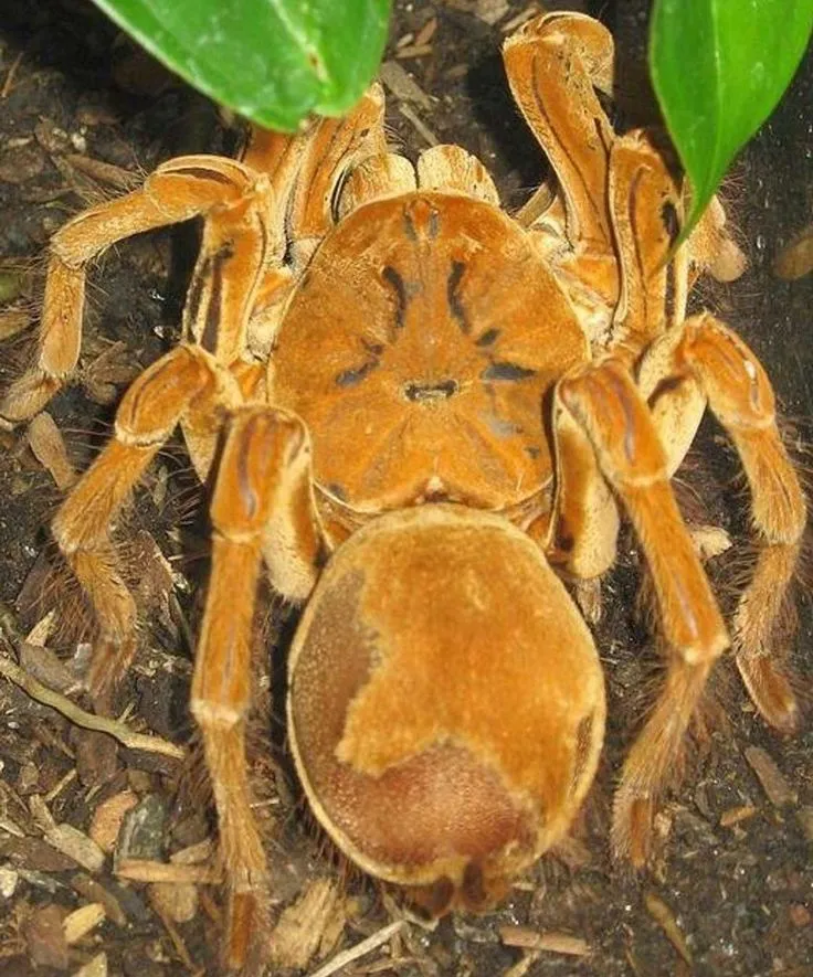 21076 goliath tarantula defenses