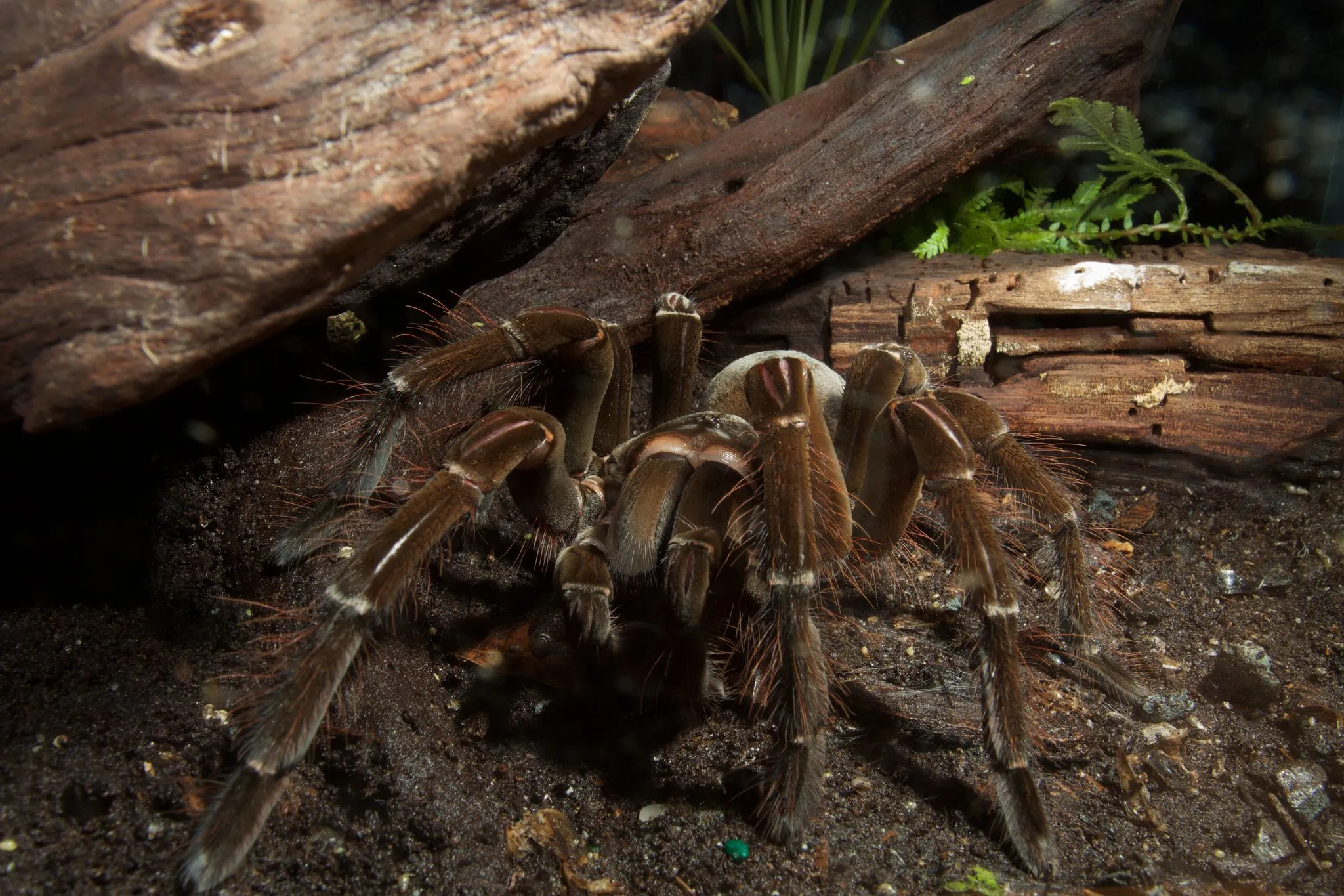 21076 goliath tarantula habitat