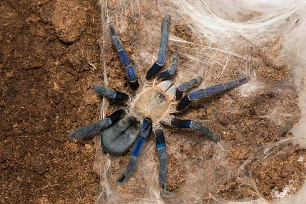 21077 cobalt blue tarantula enclosure