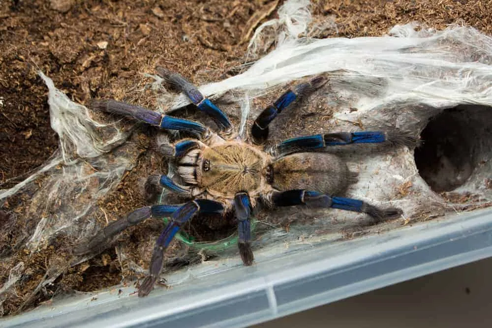21077 cobalt blue tarantula feeding